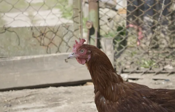Eggs, chicken, village