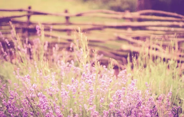 Picture stems, the fence, bokeh, lavender