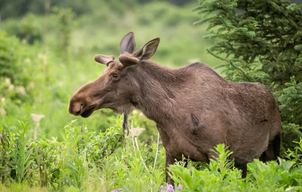 Forest, nature, moose