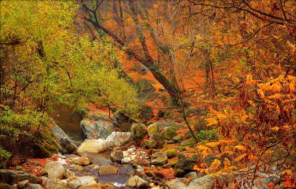 Forest, stream, stones, Autumn, Fall, Autumn, Colors, Forest