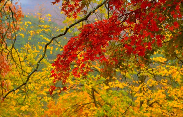 Autumn, Branch, Fall, Autumn