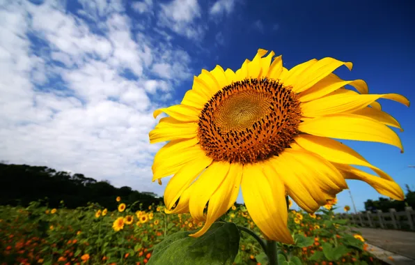 Field, the sky, clouds, yellow, the fence, petals, Sunflower