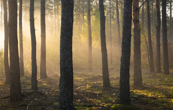Forest, the sun, rays, light, trees, nature, fog, trunks