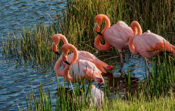 Animals, grass, birds, lake, pond, thickets, Flamingo, pond