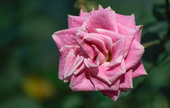 Picture flowers, background, roses, petals, pink, bokeh