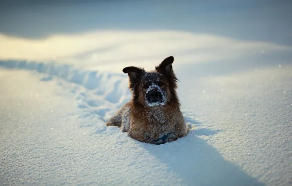 Winter, snow, dog