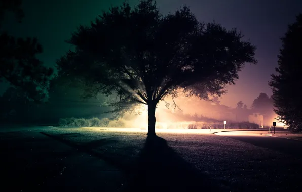 Picture road, light, night, tree, street