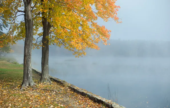 Picture landscape, fog, lake, tree, morning