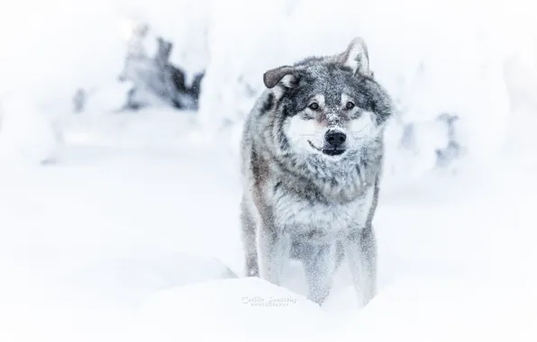 Picture winter, look, snow, wolf, dangerous