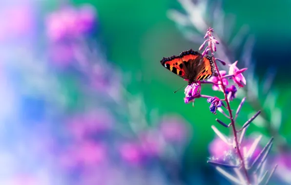 Macro, green, lilac, pink, butterfly, insect, bright, blurred background
