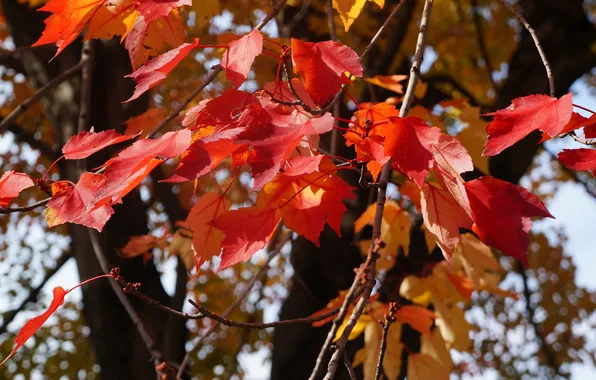 Picture autumn, leaves, tree, the crimson