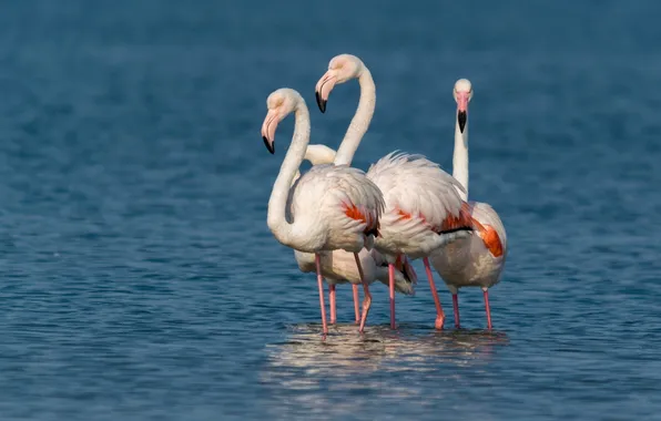 Birds, company, Flamingo