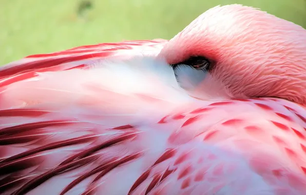 Picture pink, bird, Flamingo