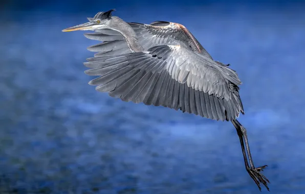 Nature, bird, Great blue Heron