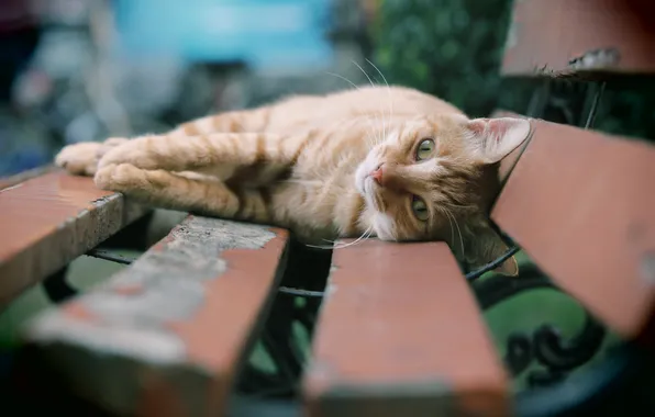Cat, summer, cat, look, bench, pose, stay, relax