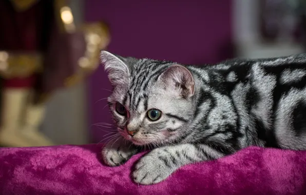Cat, cat, look, pose, kitty, background, lilac, portrait