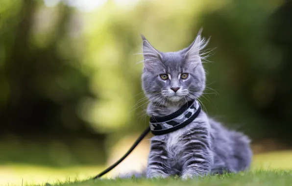 Cat, look, nature, kitty, grey, collar, face, sitting