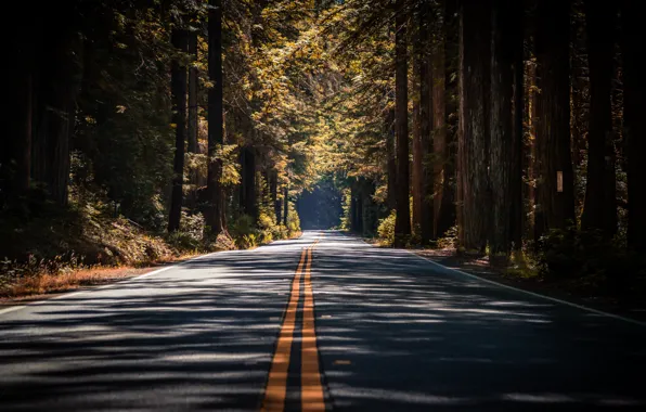 Road, forest, summer