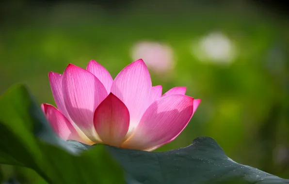 Picture flower, leaves, background, pink, petals, blur, Lotus, green