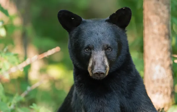 Look, face, background, tree, black, portrait, bear, bear