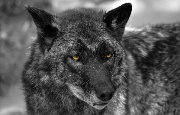 Nature, predator, animal, wolf, wildlife, portrait, portrait., Canis lupus. face
