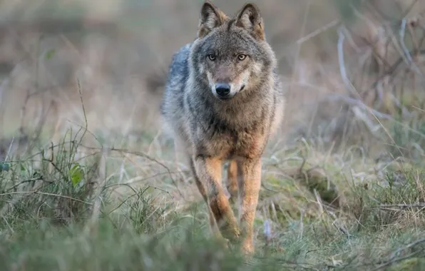 Nature, predator, animal, wolf, wildlife, portrait, portrait., Canis lupus. face