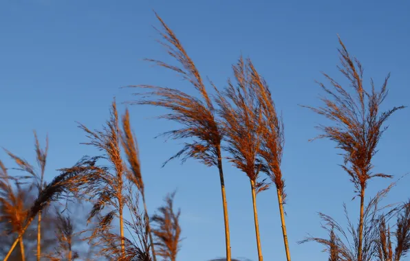 Nature, spring, weather
