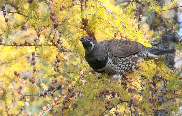 Picture trees, branches, bird, needles, bumps, grouse