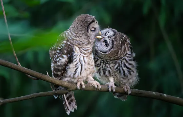 Birds, pose, the dark background, owl, branch, owls, a couple, bokeh