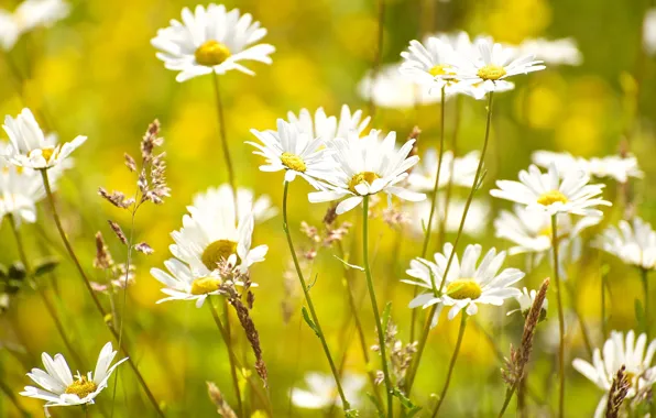 Picture summer, chamomile, meadow