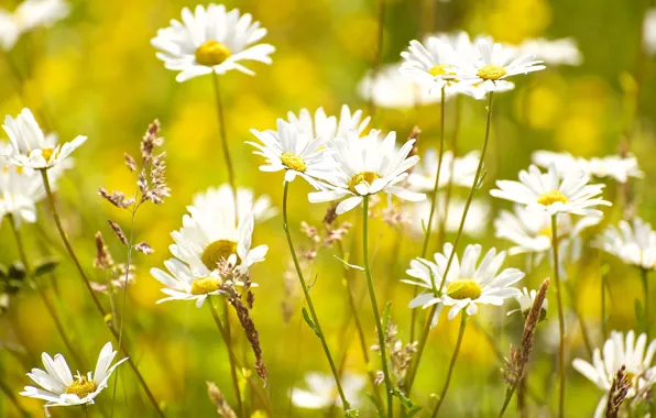 Summer, chamomile, meadow