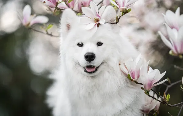 Language, look, flowers, branches, nature, pose, portrait, dog