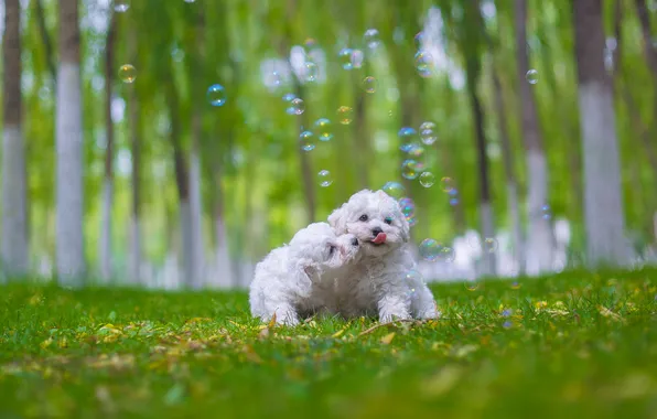 Dogs, look, nature, pose, faces