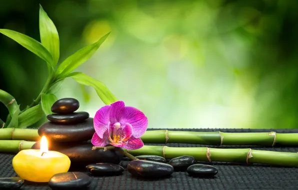 Stones, candle, bamboo, Orchid, stones, Spa