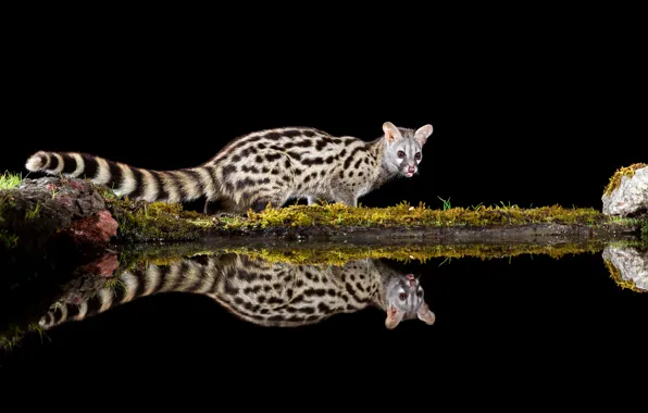 Picture pose, reflection, shore, moss, black background, pond, mirror, the civet cat