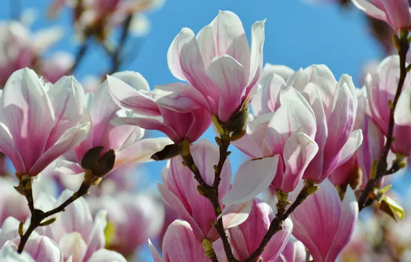 Picture the sky, trees, flowers, branches, beauty, spring, petals, buds