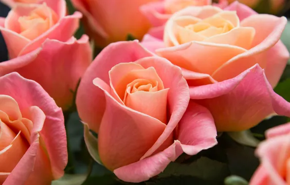 Picture flowers, macro, bouquet, roses, pink, buds
