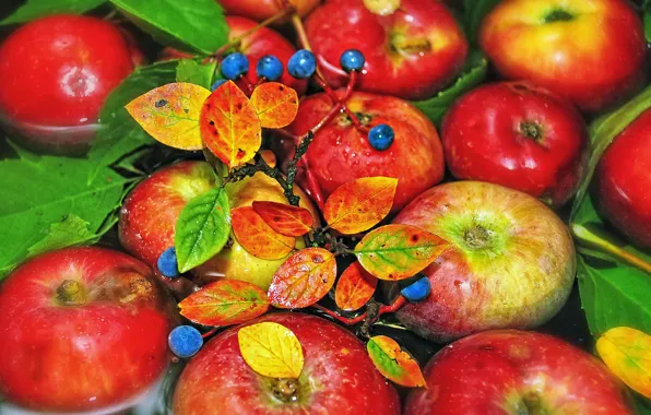Water, berries, branch, fruit, Apples