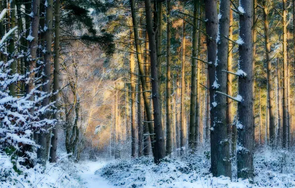 Picture winter, forest, snow