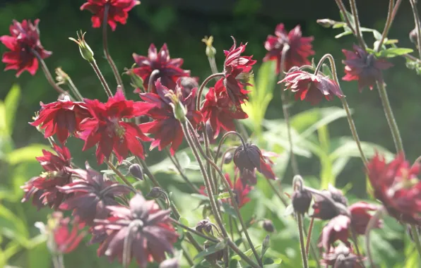 Greens, summer, grass, Aquilegia
