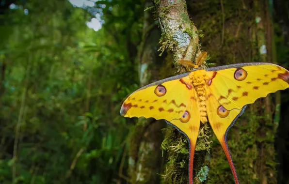 Butterfly, Madagascar, mol, Ranomafana national Park, Madagascar comet