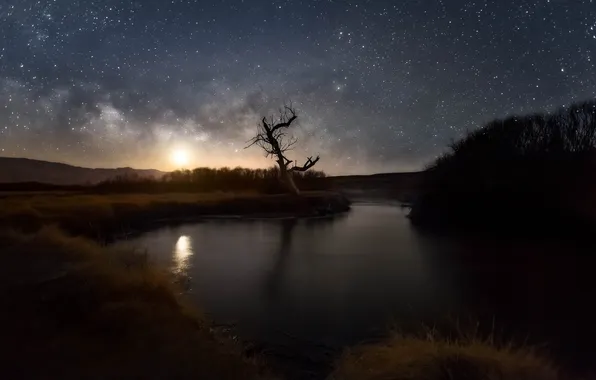 Picture the sky, stars, nature, river, tree