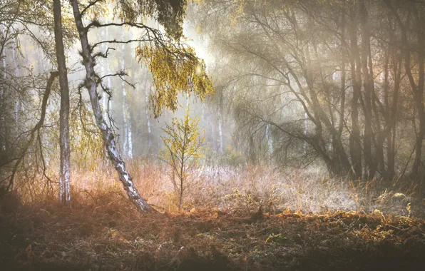 Forest, light, trees, birch