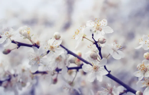 Macro, cherry, tree, Flowers, spring, blooms, white, flowering tree