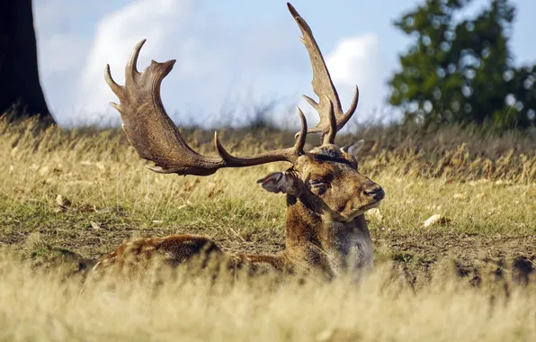 Deer, sunny, lazy