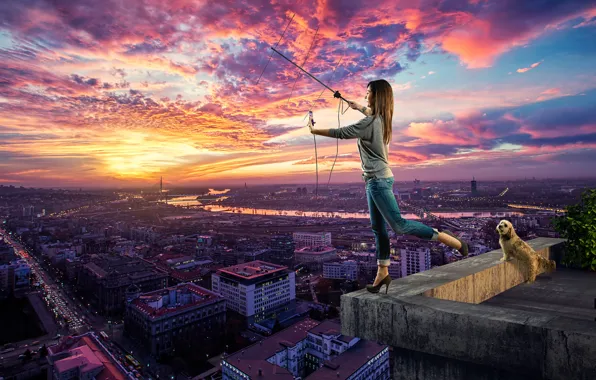 Picture roof, girl, the city, dog, search network