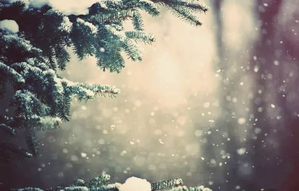 Snow, tree, branch