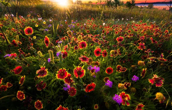 Field, summer, flowers, glade, meadow, red, bright, gaylardiya
