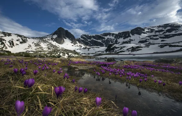 Flowers, mountains, nature