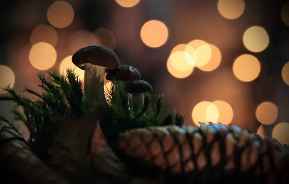 Nature, background, mushrooms